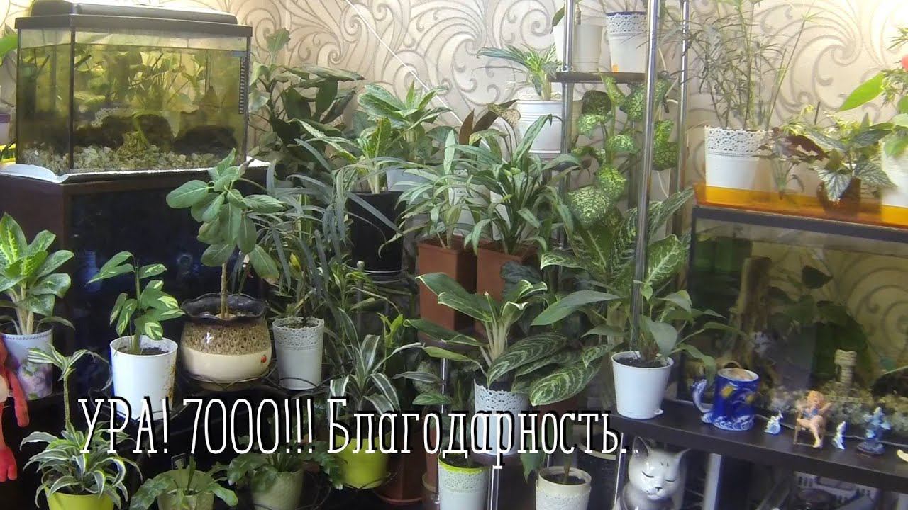 Ура! 7000!!! Благодарность в стихах. Обзор балкона с цветами.