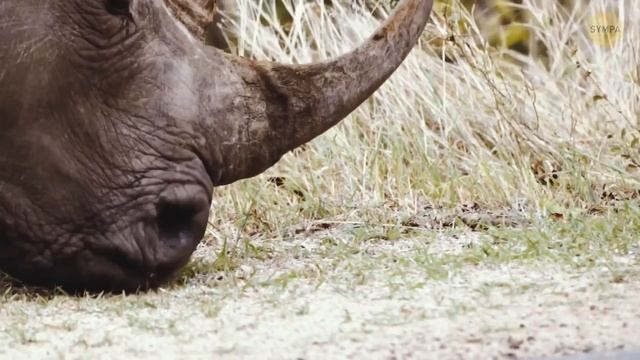 15+ Faits bizarres sur les animaux qui vont vous faire flipper смотреть онлайн