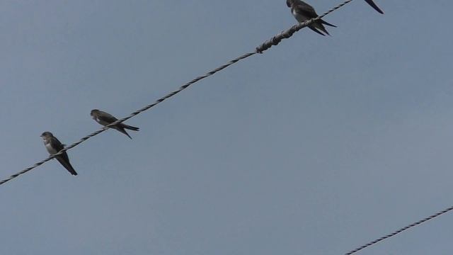 Наблюдение Деревенские ласточки смотреть онлайн
