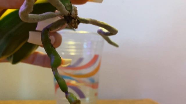 Water culture rescue update part I | Fall Update 2022 смотреть онлайн