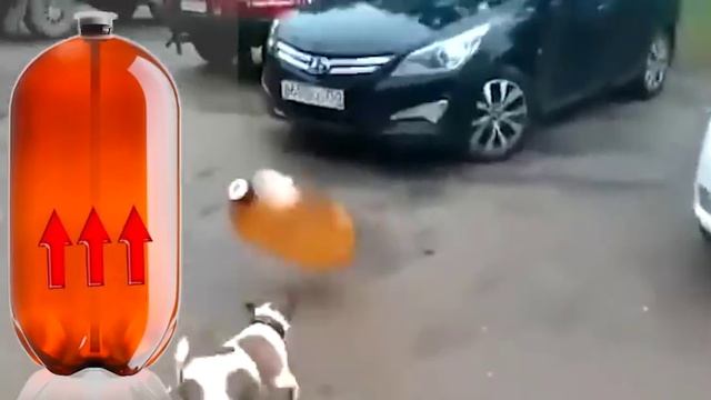 Собака и Кега, что стало с ней? Что стало с собакой после взрыва кеги?Выжила ли собака после взрыва смотреть онлайн