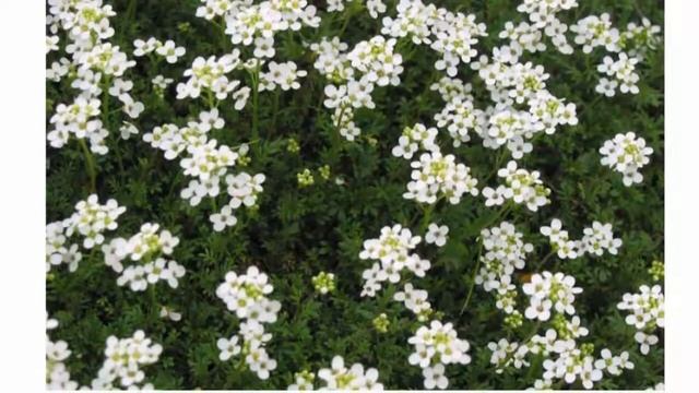 Гутчинзия Красивые растения для дома и сада смотреть онлайн