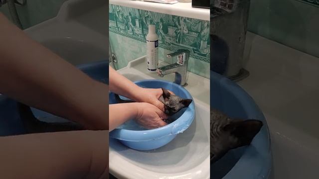 котенок Сфинкс 1.5 месяца, первое купание. смотреть онлайн