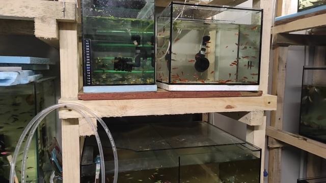 Перевёз последнюю рыбу с разводни.