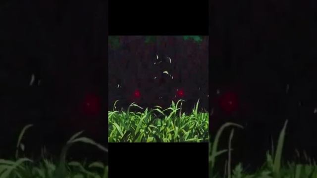 Принцесса Мононоке смотреть онлайн