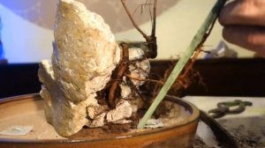 Root Over Flint Stone Chinese Elm (Ulmus P.) Pre - Bonsai