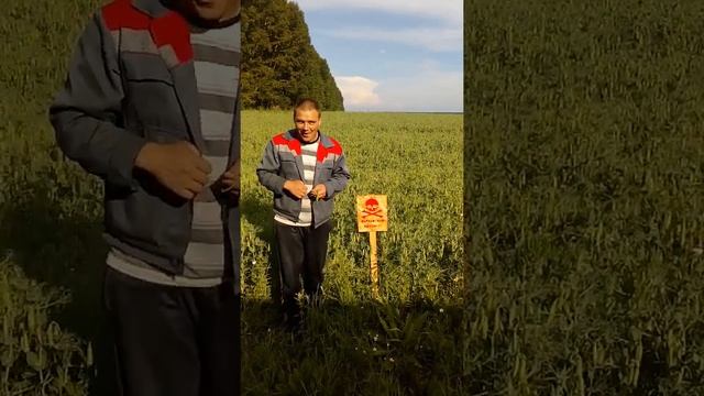 Барсук ест горох травленый смотреть онлайн