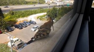 Птица удод поёт песенку.The hoopoe (Upupa epops).