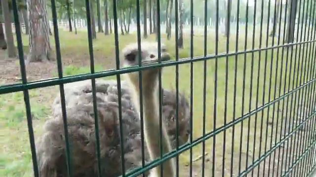 Глупый страус смотреть онлайн