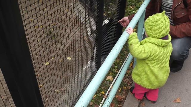 Катя в зоопарке -скунсы (29 сент.2011) смотреть онлайн