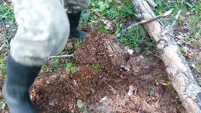 заработок в деревне.поиск рогов лося в августе.