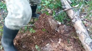 заработок в деревне.поиск рогов лося в августе.