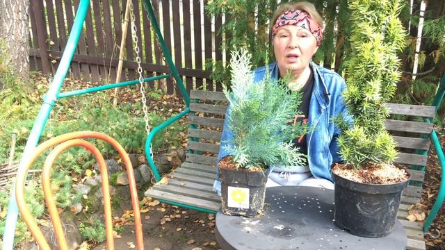? Тисс ягодный Давид, кипарисовик лавсона Колумнарис. Посадка и уход. Ландшафтный дизайн//Хвойные смотреть онлайн