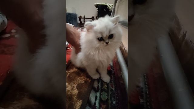 кошки породы персидская серебристая шиншилла - долгожители смотреть онлайн