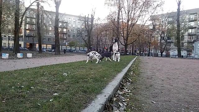 Прогулка 29.10.14 г, щенки Лэвиса и Куклы. смотреть онлайн