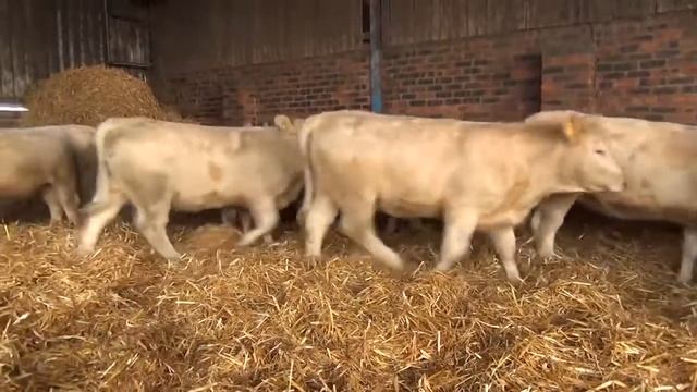 Крс продажа Оптом племенная порода Шароле из Европы крупный рогатый скот бычки и телки смотреть онлайн