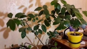 Почему не  цветет лимон ? Несколько причин .