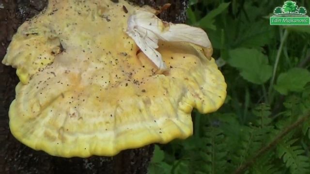 Gljiva Šumsko PiLe - Laetiporus Sulphureus смотреть онлайн