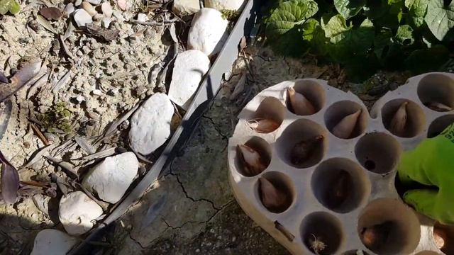 ⭐САД в конце ЗИМЫ I НАВОЖУ ПОРЯДОК на клумбах I ПОСАДКА ЛУКОВИЧНЫХ смотреть онлайн