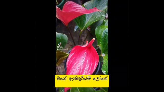 29 May 2023 смотреть онлайн