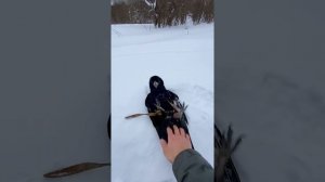 Домашний ворон! Что необходимо знать?