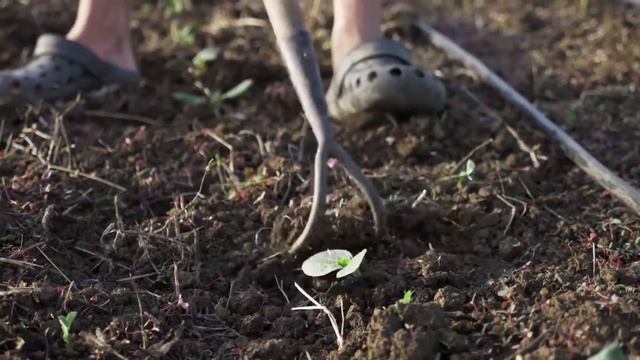 Урожай на компосте приносит 2,2 млн. р на 40 сотках