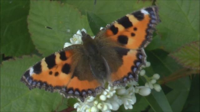 Small Tortoiseshell Butterfly Aglais urticae смотреть онлайн