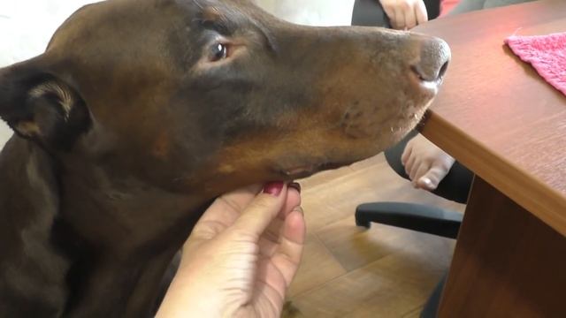 Для чего усы животным смотреть онлайн