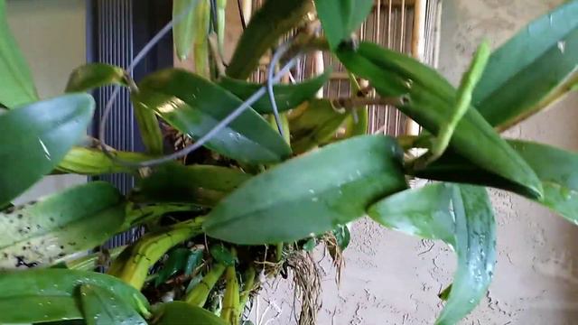 Schombocattleya Dulatiaca 'Deep South' / 6 spikes смотреть онлайн