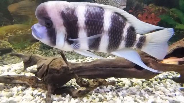 Аргус он же Скатофагус-рыбка с неприличным именем оказалась в моем Цихлиднике!