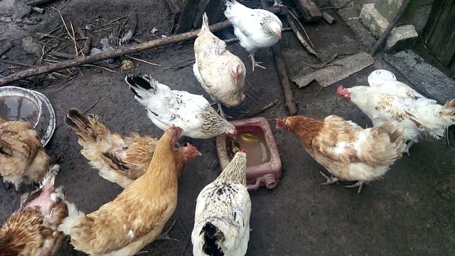 Распробовали солёные огурцы смотреть онлайн