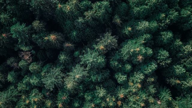 DAY FOREST SOUNDS - NATURE SOUNDS FOR SLEEP AND RELAX / ЗВУКИ ЛЕСА ДНЁМ - ШУМ ПРИРОДЫ ДЛЯ СНА смотреть онлайн