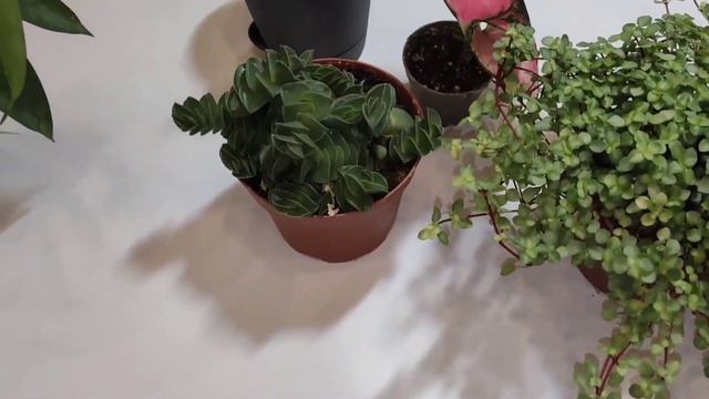 Цветочные новинки с выставки. День второй, завершающий. смотреть онлайн