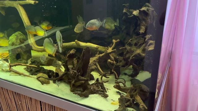 4300 литров аквариум смотреть онлайн