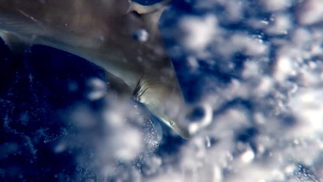 Shark attack on spear fisherman for yellowfin tuna at Ascension Island смотреть онлайн