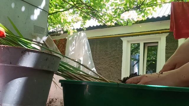 ЦИПЕРУС пересадила в новый горшок и выставила на улицу) смотреть онлайн