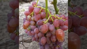 Прививки этого года:Басанти,Минор,Абажур...