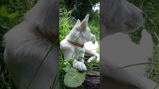 #собаки #собакадругчеловека #дворнягаГерда #животные #природакрасиво #природа смотреть онлайн