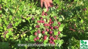 ? Крыжовник сорт Олави (Хиннонмайнен пунайнен) ?