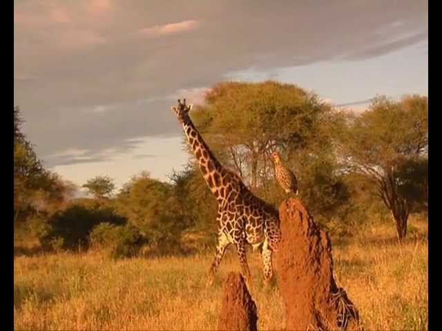 Изысканный бродит жираф смотреть онлайн