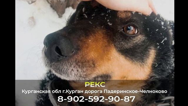 Дома! РЕКС. Курганская обл г.Курган дорога Падеринское-Челноково