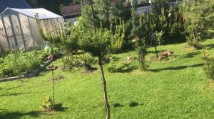 Сосны в саду Надежды2