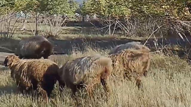 Эдильбаевская порода овец. смотреть онлайн