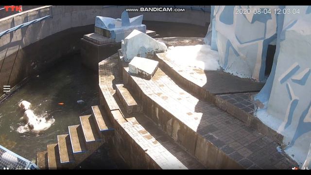 Мишки пришли в чистый бассейн и всё семейство захотело искупаться .4.08.2020 смотреть онлайн