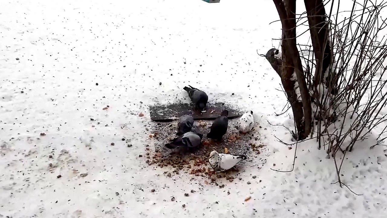Голубчики хочут КУШАТЬ