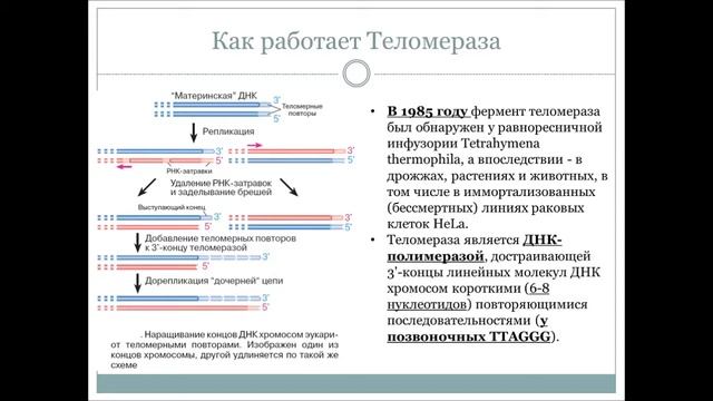 Лекция - "Репликация ДНК" смотреть онлайн