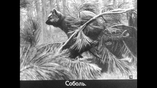 Диафильм Леса умеренного пояса смотреть онлайн