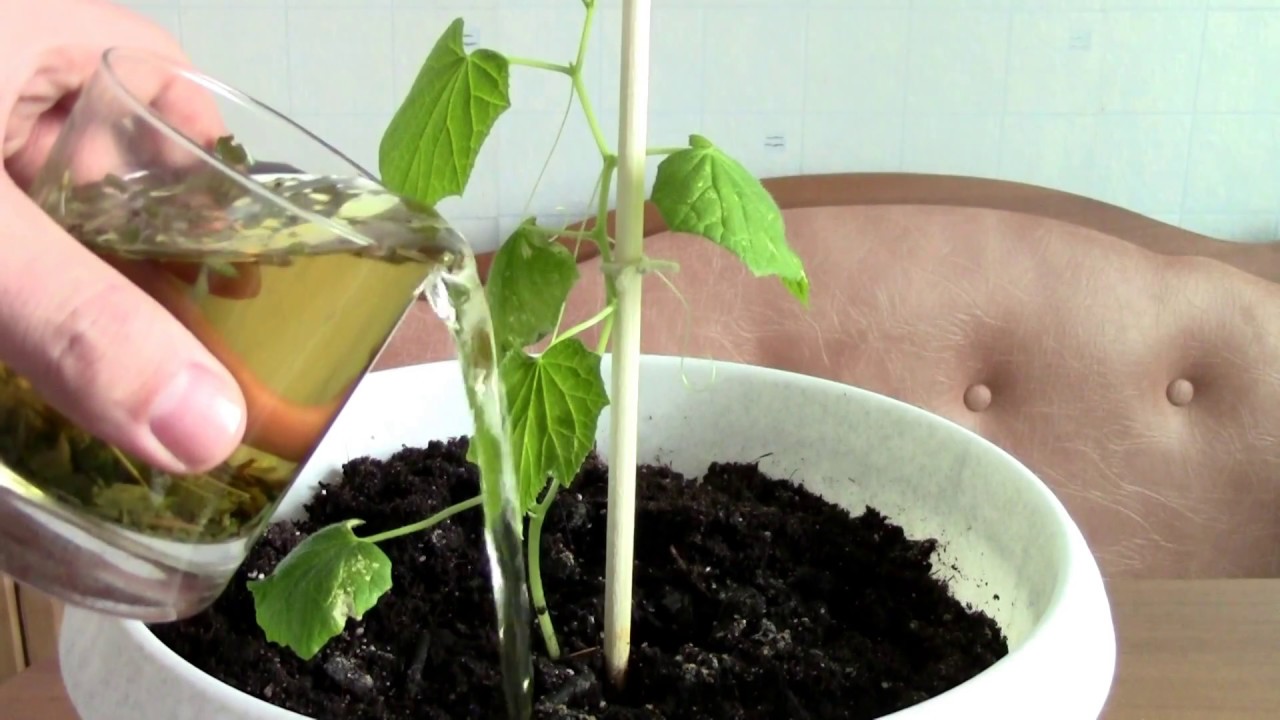 Всегда поливайте рассаду этим .Секретный способ. смотреть онлайн