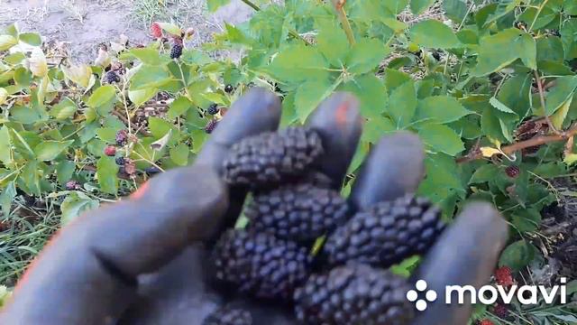 Ежевика НАТЧЕЗ - локомотив ранней ягоды смотреть онлайн