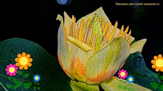 Лириодендрон Росан. Краткий обзор, описание характеристик Liriodendron Tulipifera Roothaan